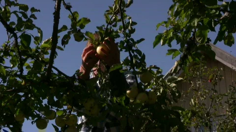 Picking apples Stock-Footage 545192