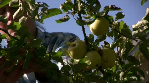 Picking apples Stock-Footage 545215