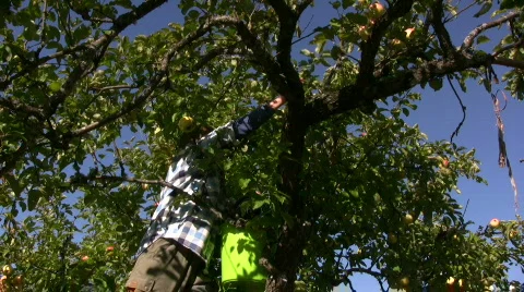 Picking apples Stock-Footage 545271