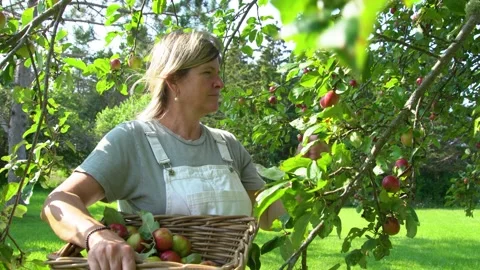 Picking apples Stock Footage 158507623
