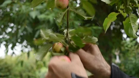 Picking apples Stock Footage 191200889