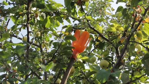 Picking apples in the garden Video stock 88072199
