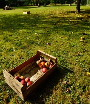 Picking apples Stock Photos