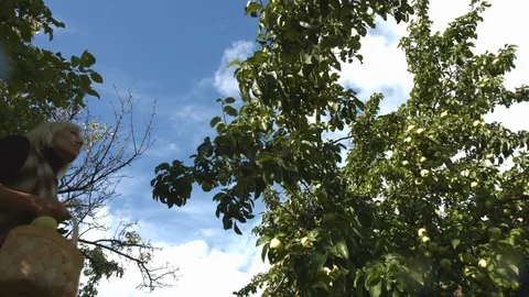 Picking Apples. Slow motion. 動画素材 70118878