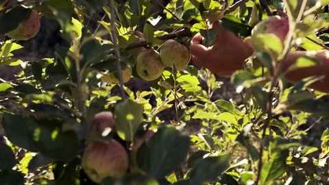 Picking Apples from the Tree Stock Footage 303423988