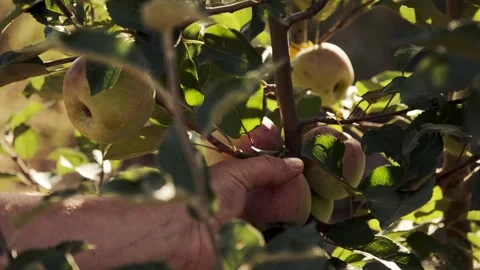 Picking Apples from the Tree Stock Footage 303424064