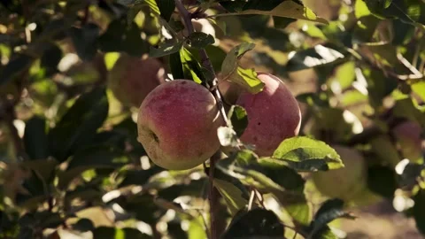 Picking Apples from the Tree Stock Footage 303424141