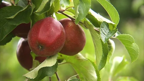 Picking apples on trees Stock Footage 86266803