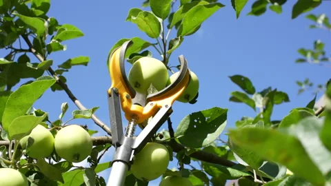 Picking apples using a telescopic fruit picker on a bright sunny day Stock Footage 264956415