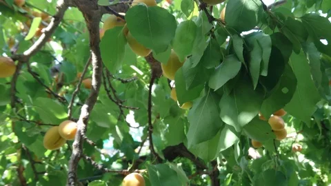 Picking Apricot From The Tree Stock Footage 93064678