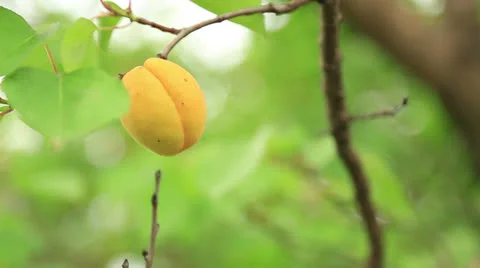 Picking apricots from tree Stock Footage 25025547