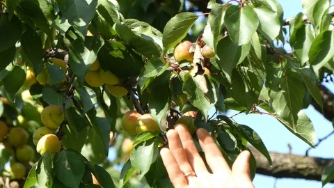 Picking Apricots from a Tree Video stock 113961986