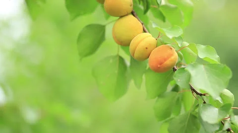 Picking apricots from tree - Full HD Stock Footage 24977536