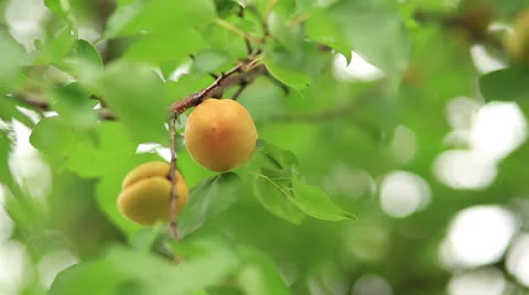 Picking apricots from tree - Full HD Stock Footage 24977570
