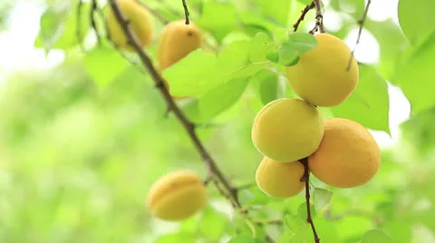 Picking apricots from tree - Full HD Stock Footage 25025154