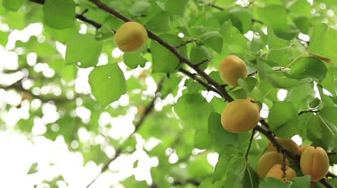 Picking apricots from tree - Full HD Stock Footage 25025481