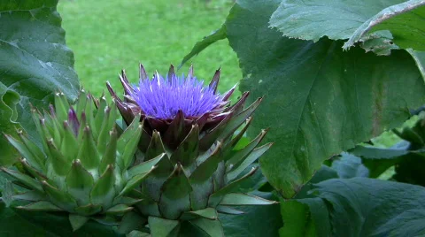 Picking Artichoke  Video stock 856053