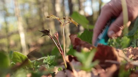 Picking up asparagus 動画素材 108486484