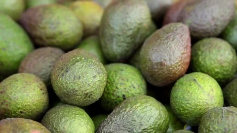 Picking up avocado close up Stock Footage 69187280
