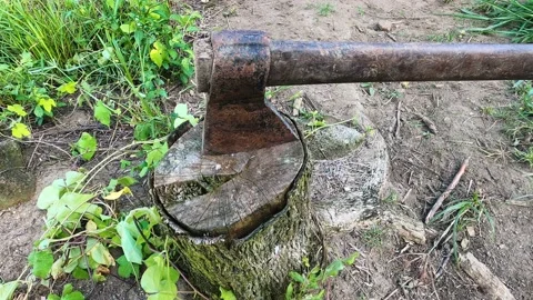 Picking up an ax by hand. Lumberjack taking an ax that was in the trunk Stock Footage 168929468
