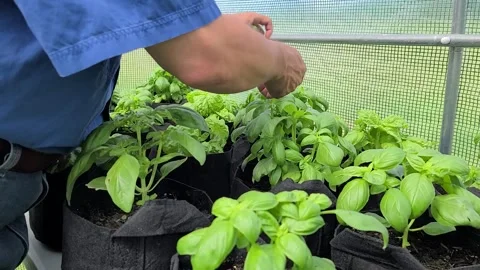 Picking basil leaves Video stock 202341646