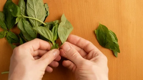 Picking basil leaves on its stem, top view. Stock Footage 108274556