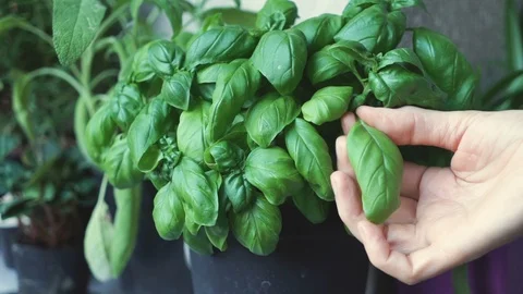 Picking Basil from Plant Video stock 99245378