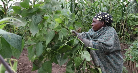 Picking Beans in Africa Видео 279612543