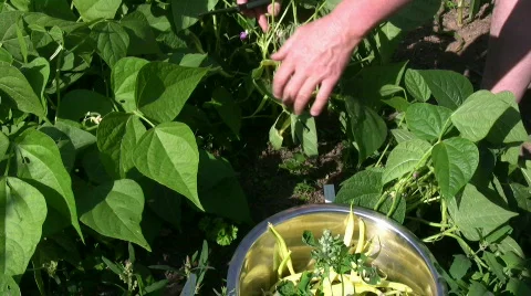Picking beans Stock Footage 494940
