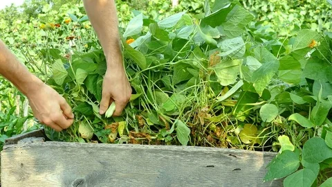 Picking beans in the garden and putting them into basket Stock Footage 78062779