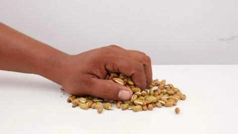 Picking up beans seeds placed over white surface Vídeo Stock 159638425