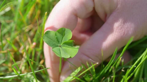 Picking Beautiful Four Leaf Clover in 4K slow motion 60fps Stock Footage 164100347