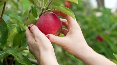 Picking beautiful red apple in an apple orchard Stock Footage 250982842
