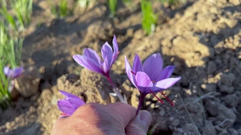 Picking a beautiful saffron crocus Stock Footage 170076252