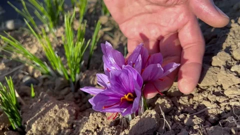 Picking a beautiful saffron flower Stock Footage 169724457