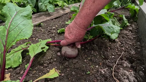 Picking Beetroot in the garden Stock Footage 231287547