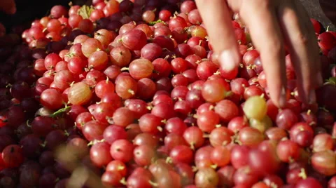 Picking berries on the farm Stock Footage 63011435