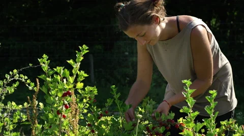 Picking berries on the farm Video stock 63024439