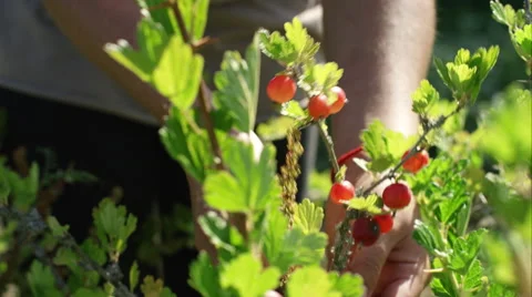 Picking berries on the farm Video stock 63026720