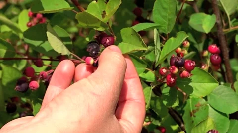 Picking berries Stock Footage 51965168