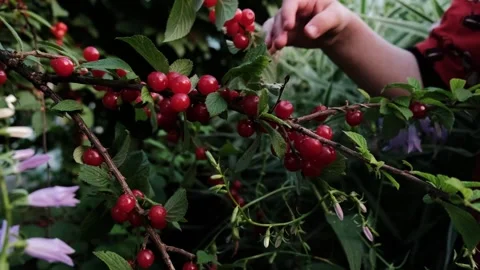 Picking berries Stock Footage 248162409