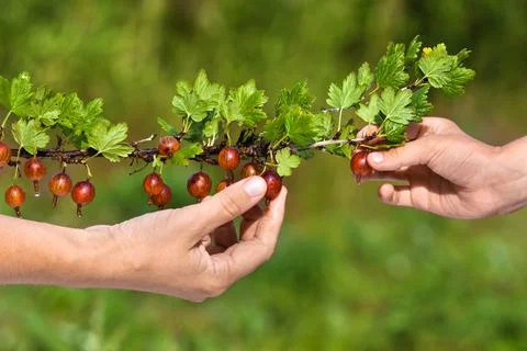 Picking berries of gooseberry Stock Photos