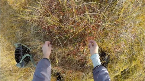 Picking berries in a swamp. A man collects cranberries. Stock Footage 82931753
