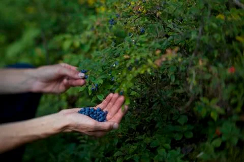 Picking berries while canoeing in Wabakimi Provinical Park, Ontario, Canada Stock Photos