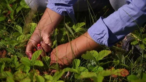 Picking berries in the woods Stock Footage 69865001