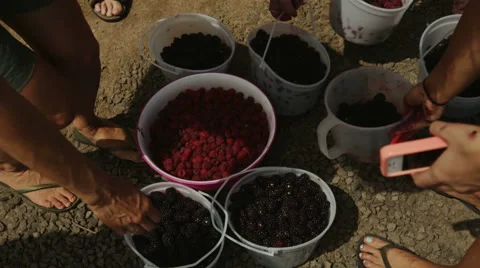 Picking up berry buckets Stock Footage 43733577