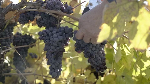 Picking big red grapes Vídeos de archivo 166235402