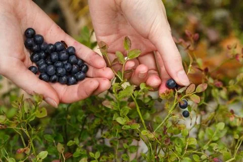 Picking bilberries Stock Photos
