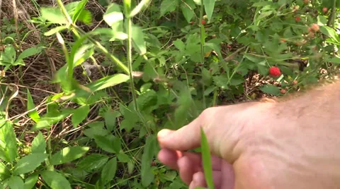 Picking Black Berries 動画素材 39166428