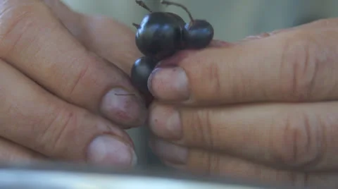 Picking black currand Stockbeeldmateriaal 25822657